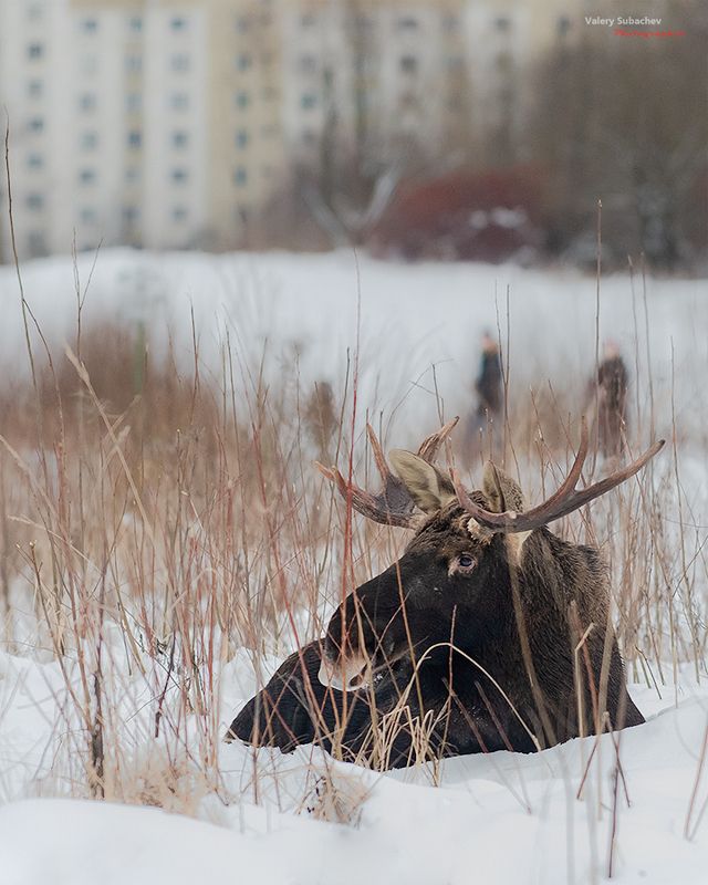 Москва и Москвичи