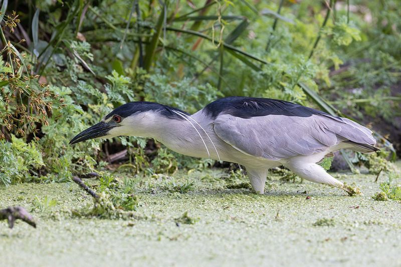 Про квакву фото превью