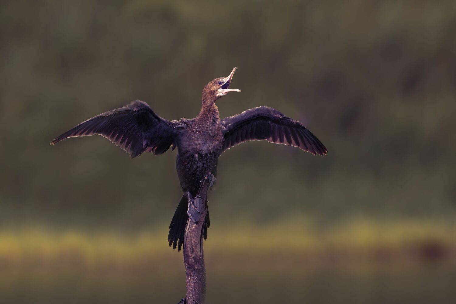 duck, bird, birds, wild, wings, beauty, nature, swan, feather, spread, little cormorant,animal,animals,nikon, G N RAJA