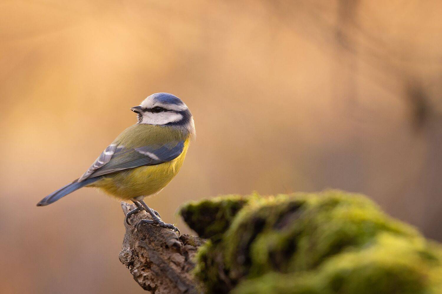 Titmouse. Автор: Robert Adamec , Robert Adamec