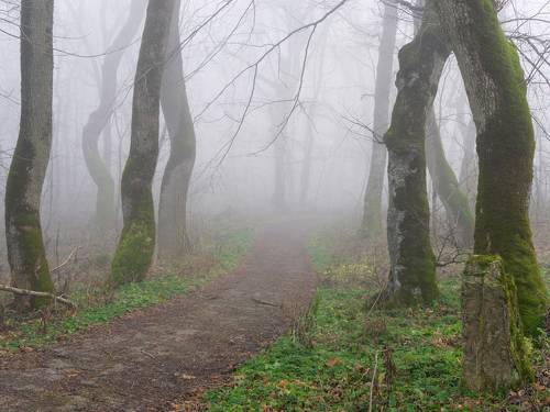 Туманный декабрь