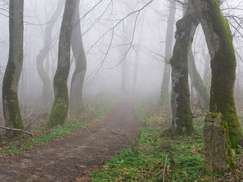 железноводск, туман, кмв Туманный декабрь фото превью