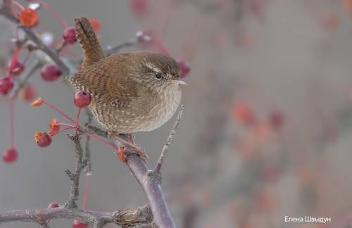 Eurasian wren