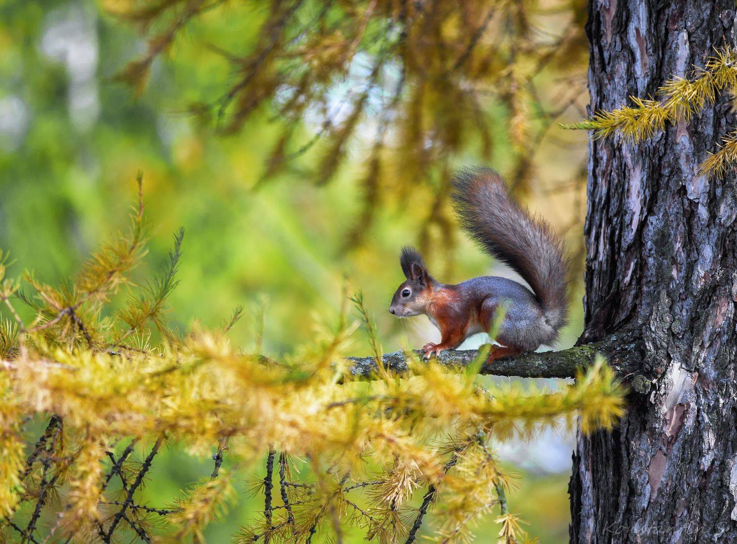 дерево, лиственница, ель, белка, Скороходов Константин