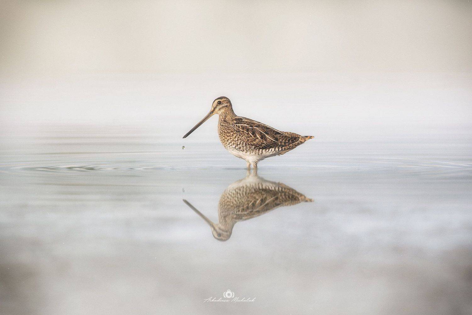 , Arkadiusz Michalak