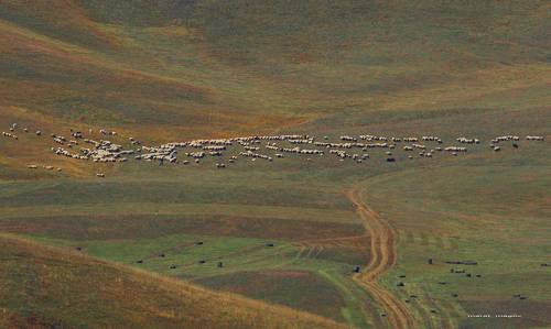 На горных пастбищах..