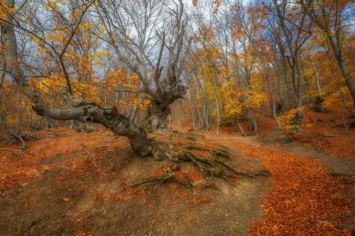 В сказочном лесу
