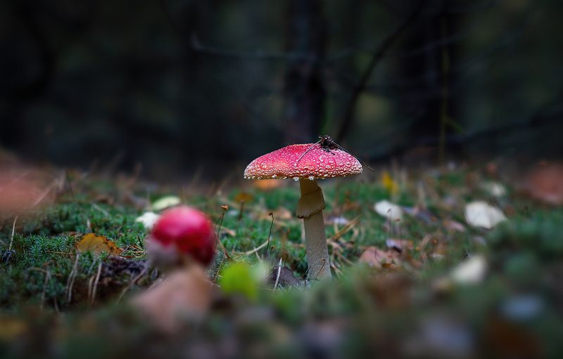 Мухомор фото превью