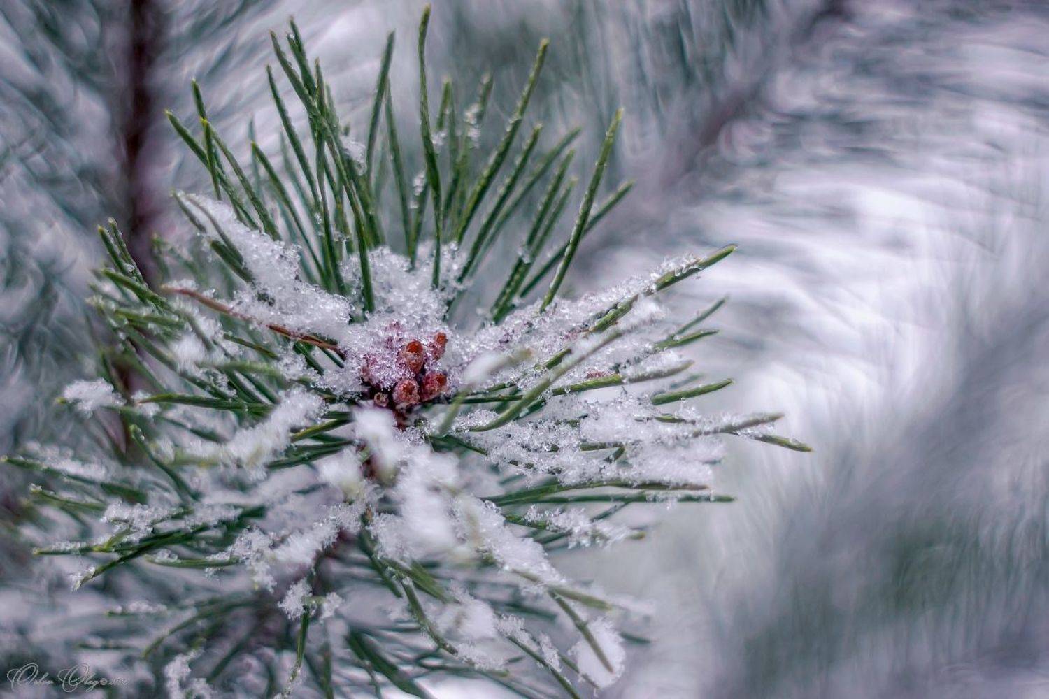 , Орлов Олег