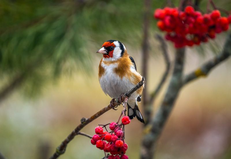 Шумная семейка фото превью