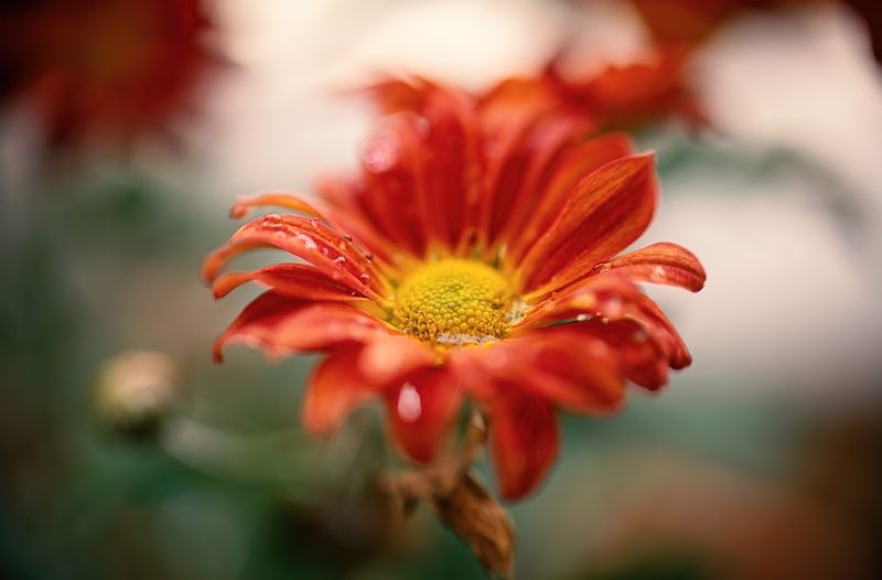 flower,water,droplets,dew,closeup.sunflower,colors,beauty,nature,macro,light,wild Droplets фото превью