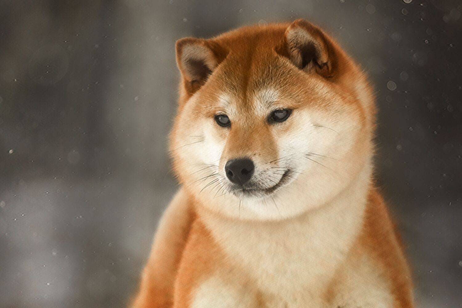 , Андрей Ершов