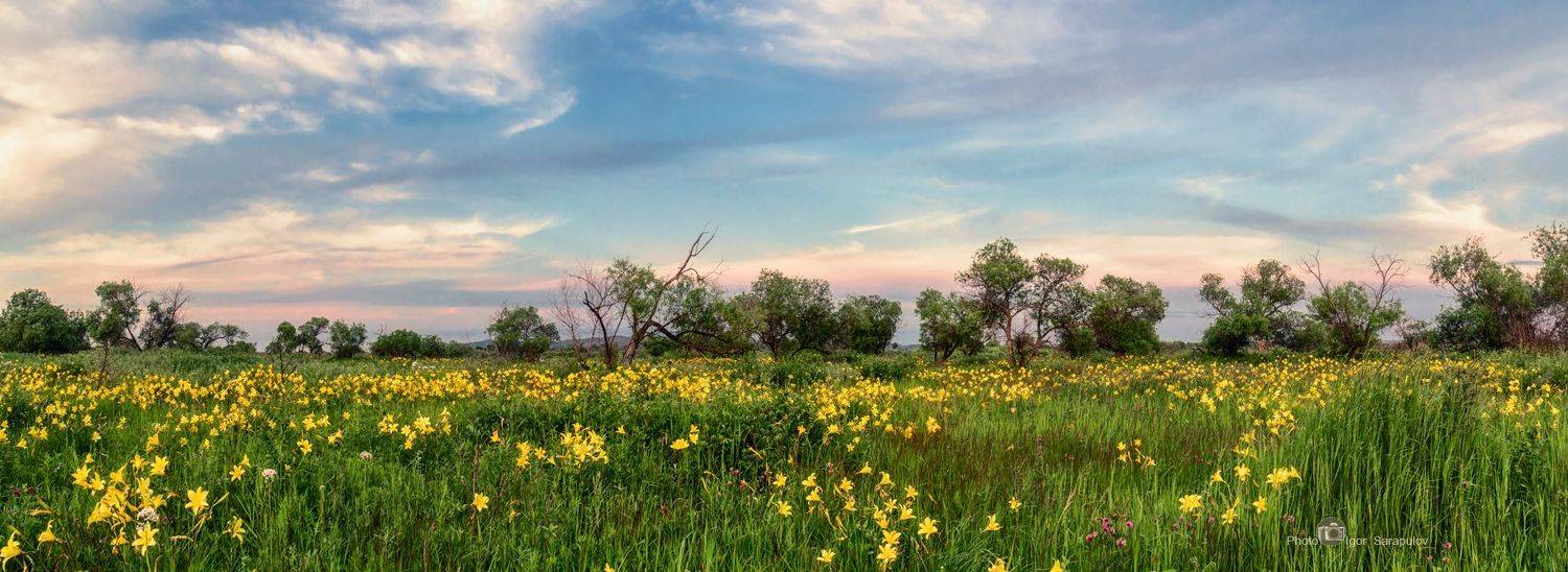 цветы, приамурье, еао, дальневосточная саванна, пейзаж,  панорама, полевые цветы, лилия жёлтая, лилейник желтый,  красоднев,  hemerocallis lilioasphodelus, красота, лимонная лилия, дальний восток, небо, дальневосточная природа, природа приамурья, Сарапулов Игорь