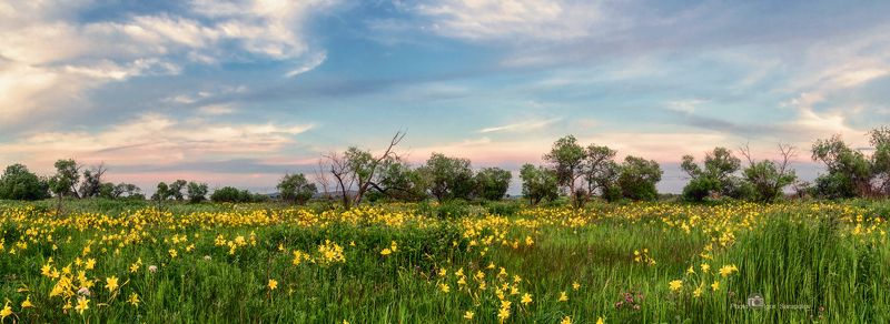 цветы, приамурье, еао, дальневосточная саванна, пейзаж,  панорама, полевые цветы, лилия жёлтая, лилейник желтый,  красоднев,  hemerocallis lilioasphodelus, красота, лимонная лилия, дальний восток, небо, дальневосточная природа, природа приамурья Лилейниковый вечер в Приамурье фото превью