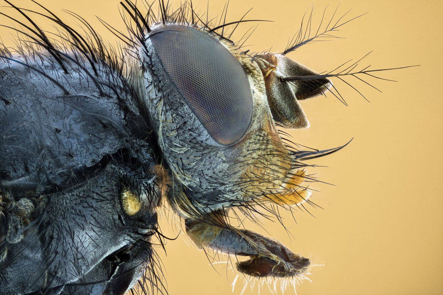 ceclii, macro, nikond7200, Tsvetan Ganev