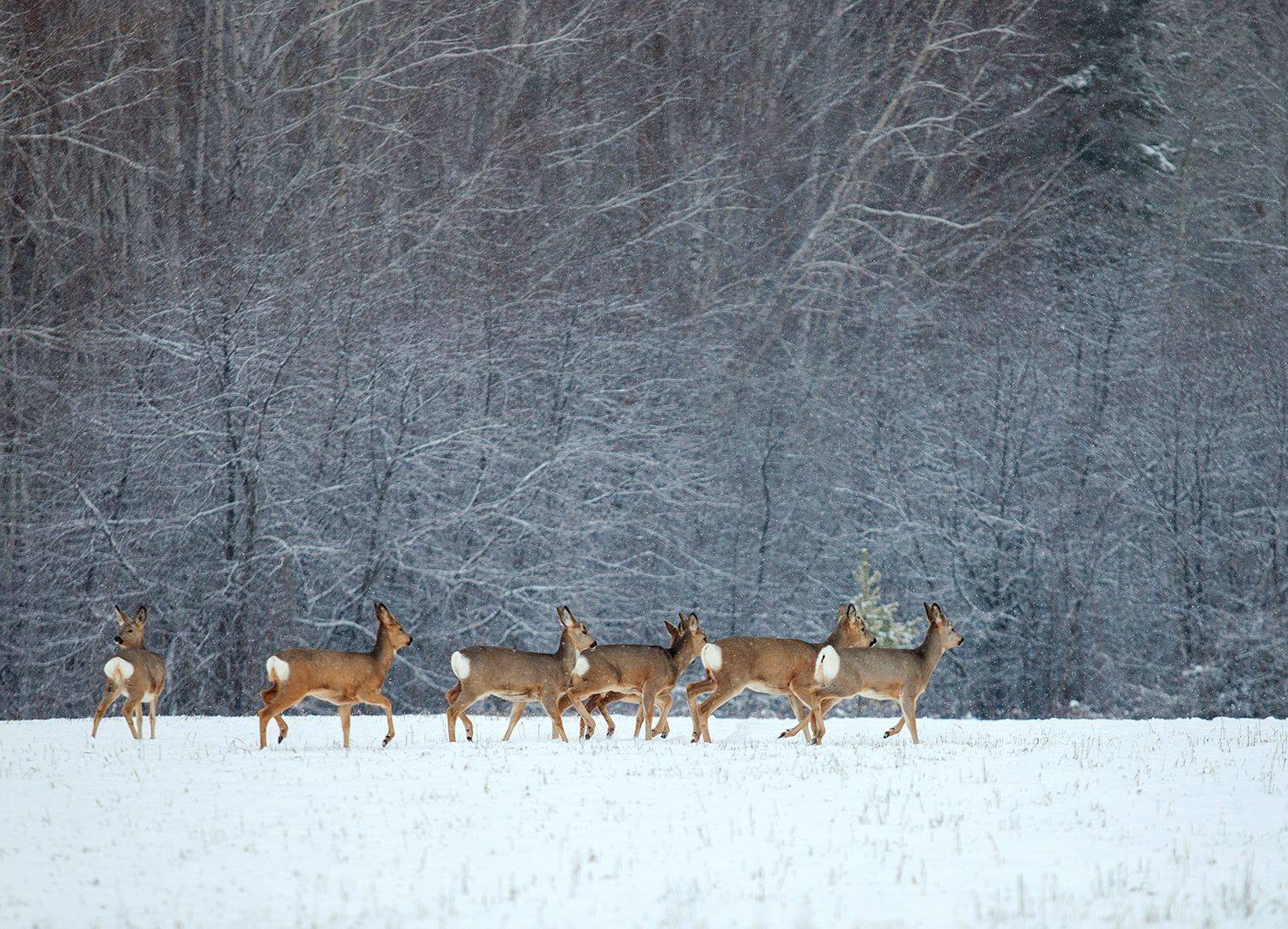 , Андрей Хитайленко