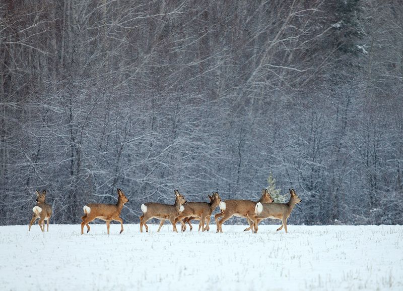 В зимнем лесу фото превью
