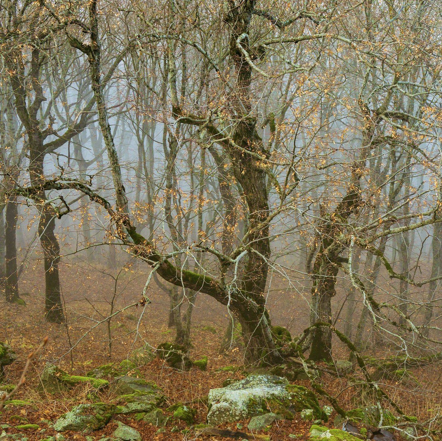 туман, кмв, бештау, Максим