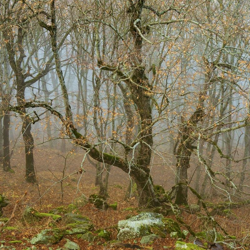 туман, кмв, бештау Ещё осенняя зима фото превью