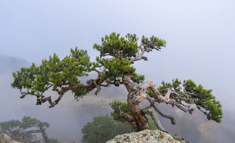 Сосна на вершине Демерджи фото превью