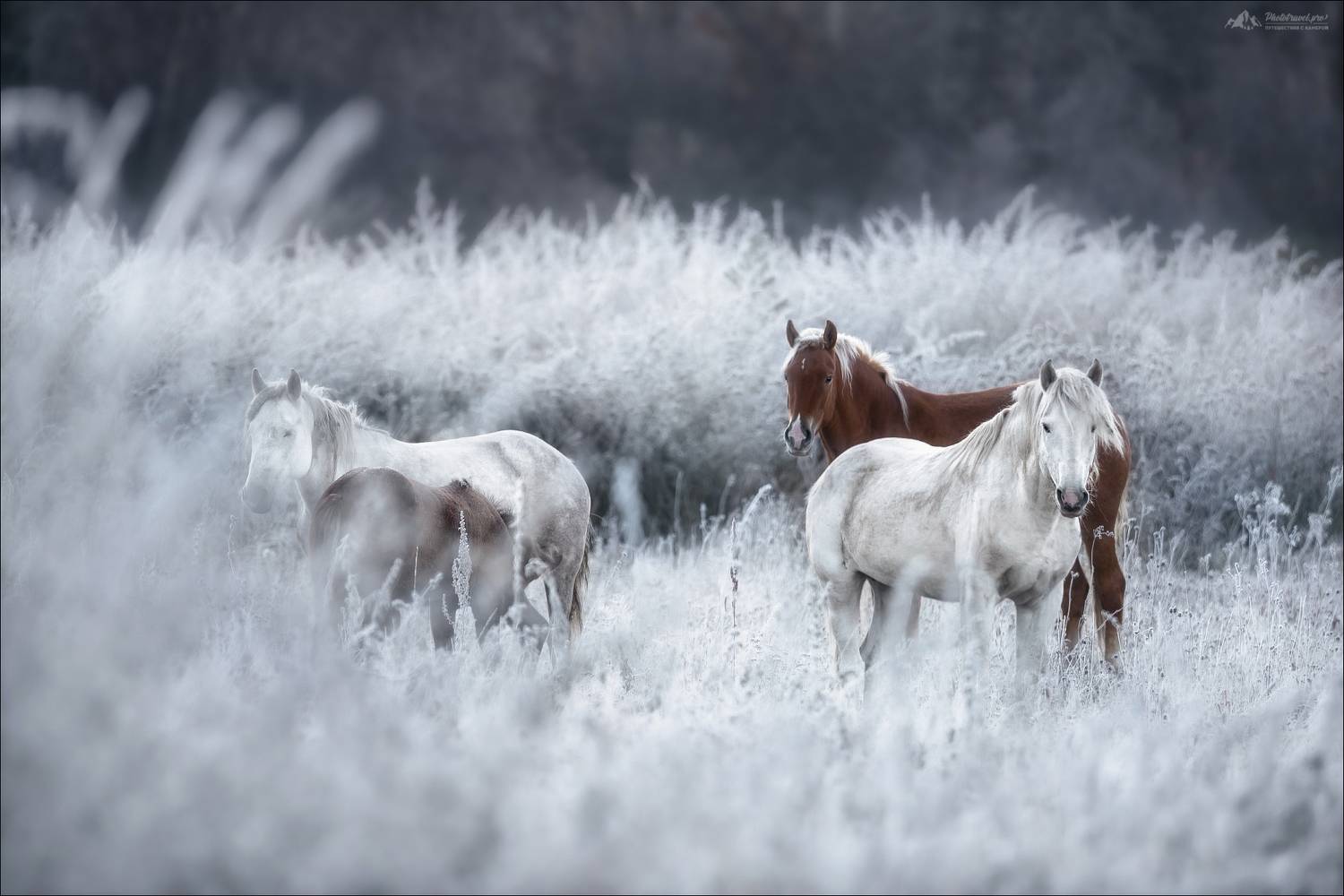 Алтай, Горный Алтай, осень, лошади, Мульта, Мультинские озера, Россия, Russia, Horse, autumn, Влад Соколовский