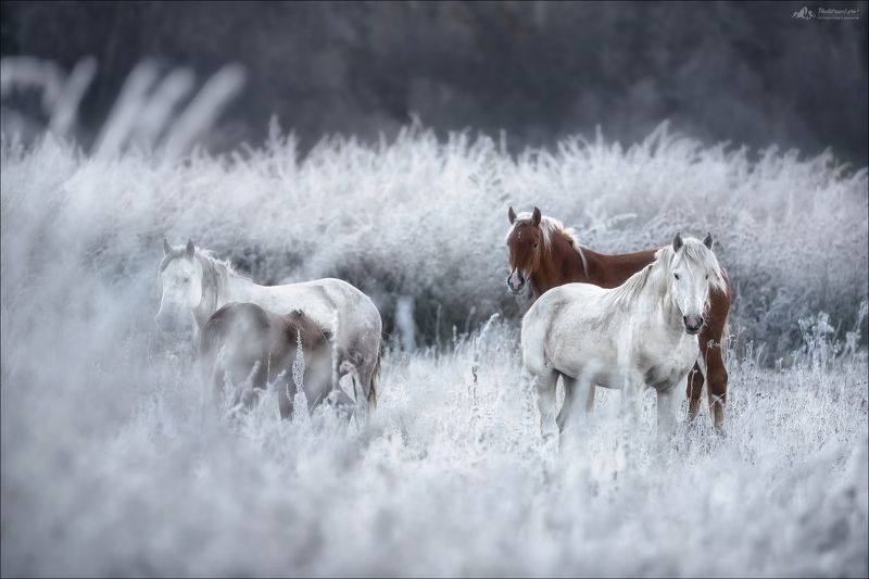 Алтай, Горный Алтай, осень, лошади, Мульта, Мультинские озера, Россия, Russia, Horse, autumn DOMINO фото превью