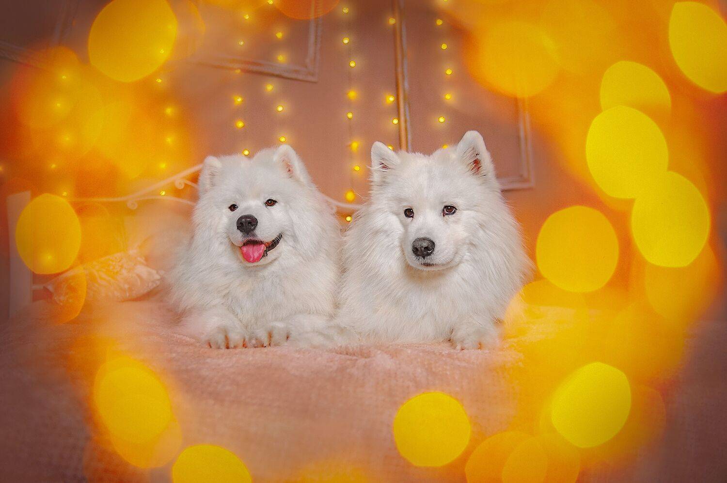 , Ксения Лысенкова