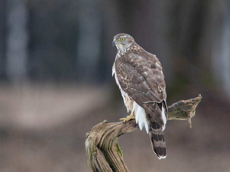 ястреб - тетеревятник, птицы, хищник, Зоркий глаз фото превью