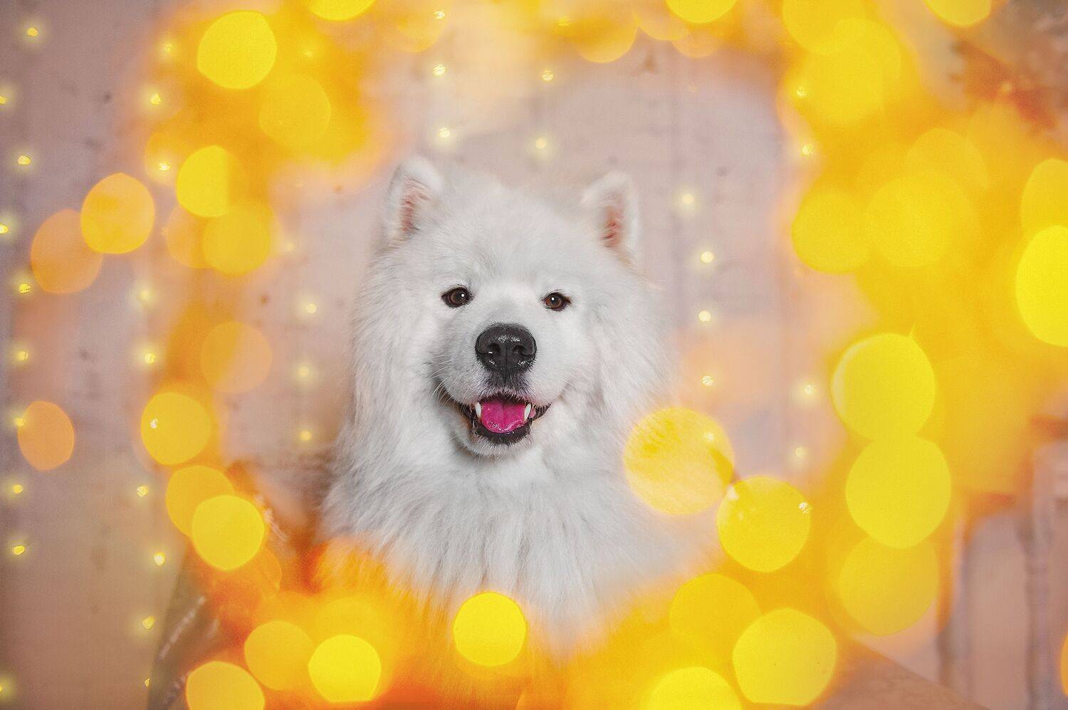 , Ксения Лысенкова