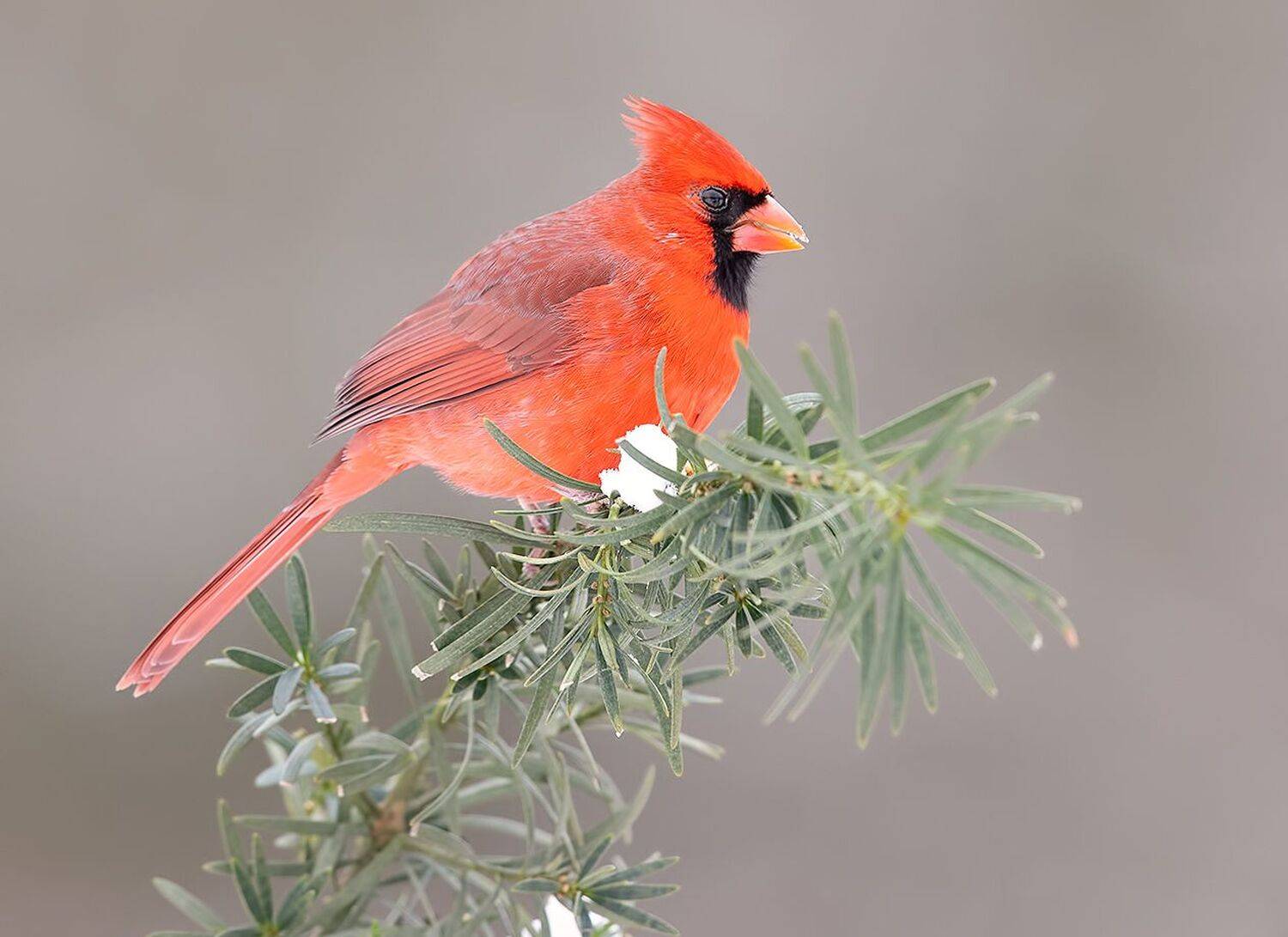 красный кардинал, northern cardinal, cardinal,кардинал, зима, Elizabeth Etkind