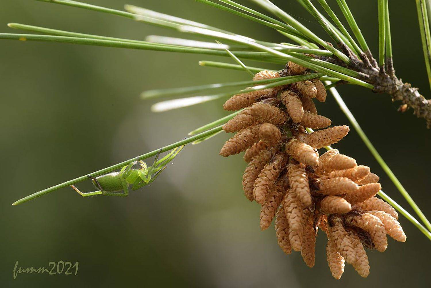 , Игорь ФУММ