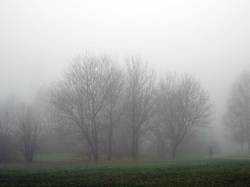 опавшие клены фото превью