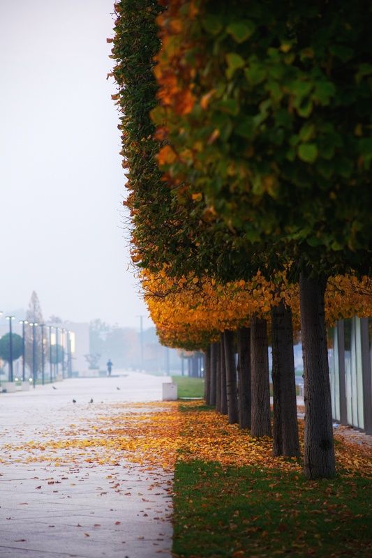 Аллея  фото превью