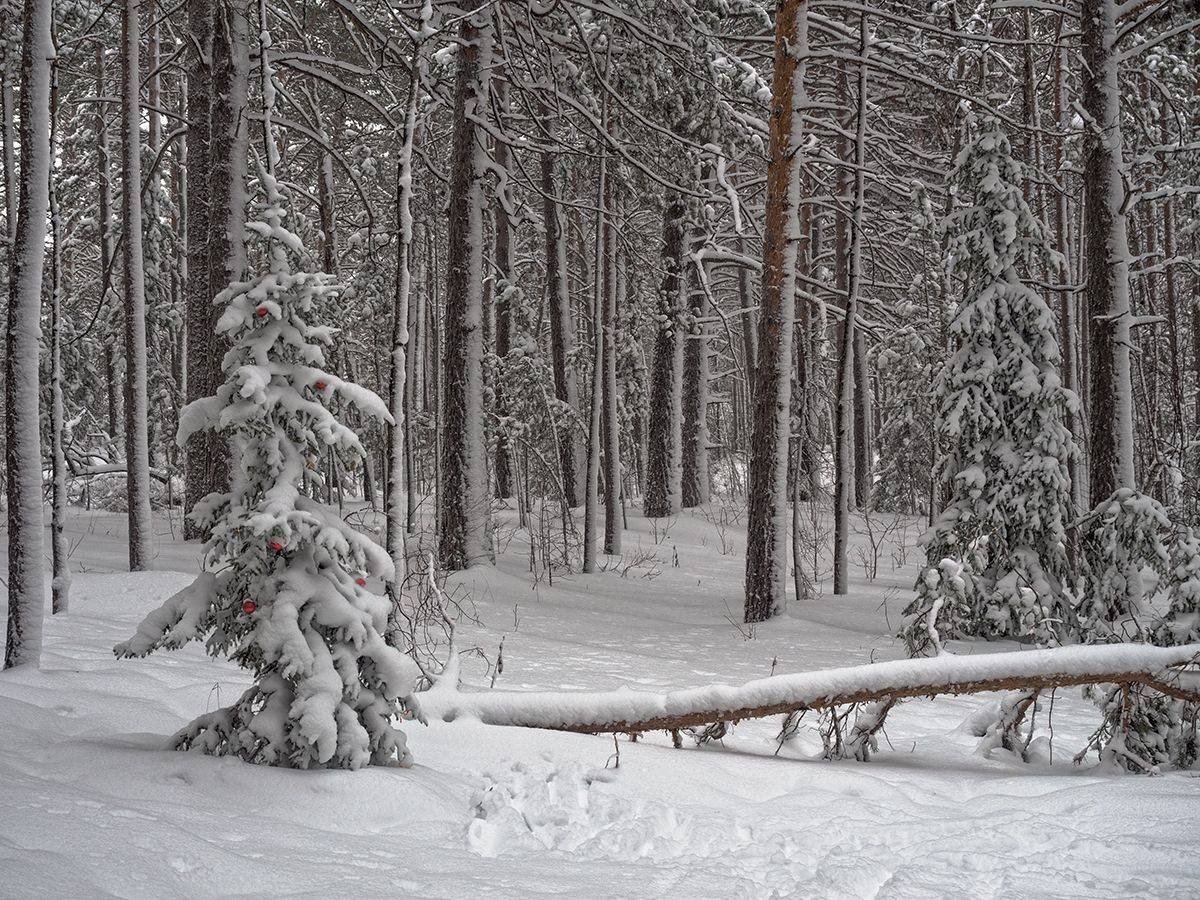 , Виктор Тришин