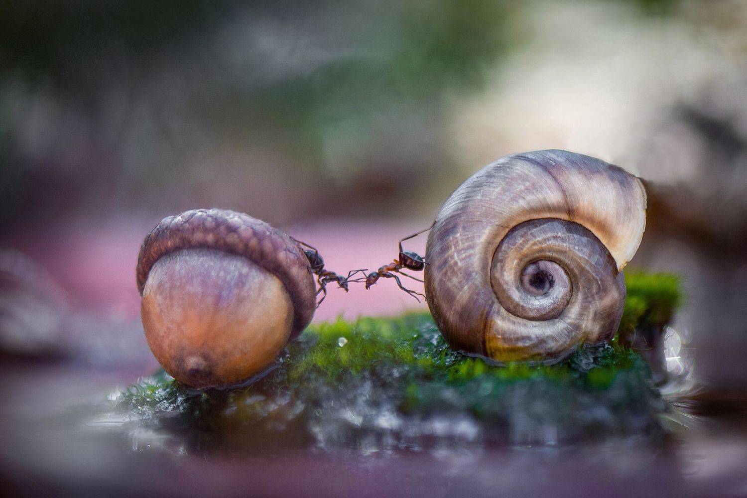 макро, макромир, макросказки, макро истории, макроистории, лес, тишина, вчувствование, созерцание, тишина, покой, муравьи, муравей, насекомые, Быканова Виктория