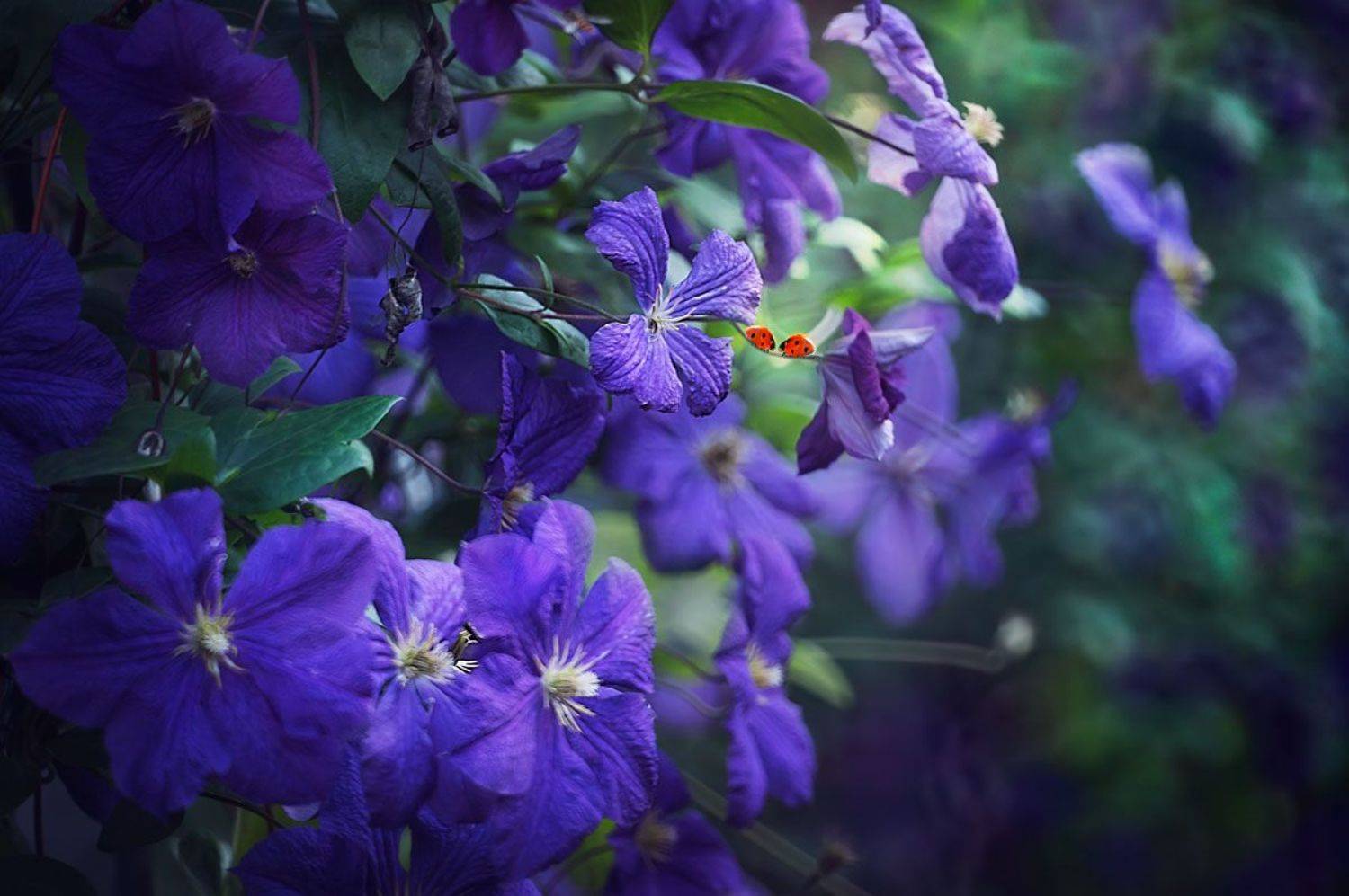макро, божья коровка, сиреневый, фиолетовый, цветы, лето, макросъёмка, Полина Васеева