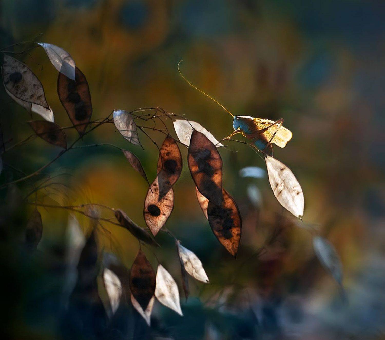 макро, сверчок, макросъёмка, лунария, макрофотография, Полина Васеева