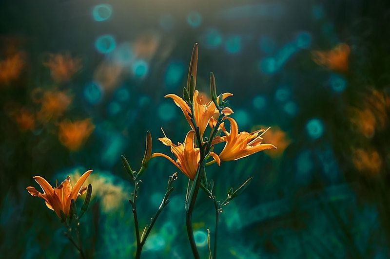 лилия, макросъёмка, макро, зелёный, рыжий, ботанический сад, природа, Лилия-принцесса цветов фото превью