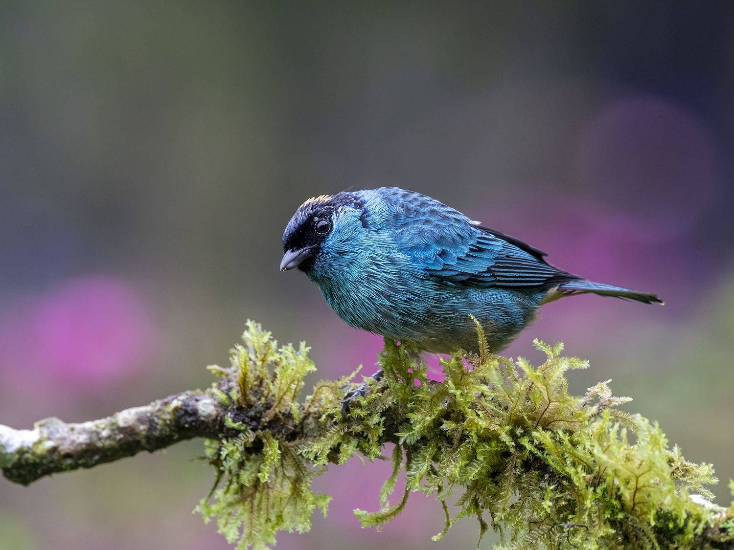 , Fernando Burgalin Sequeira