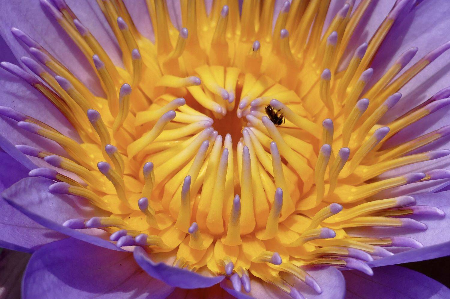 Macro, flowers, insekt, colors, Sri Lanka, blue-water lily, flora, , Svetlana Povarova Ree