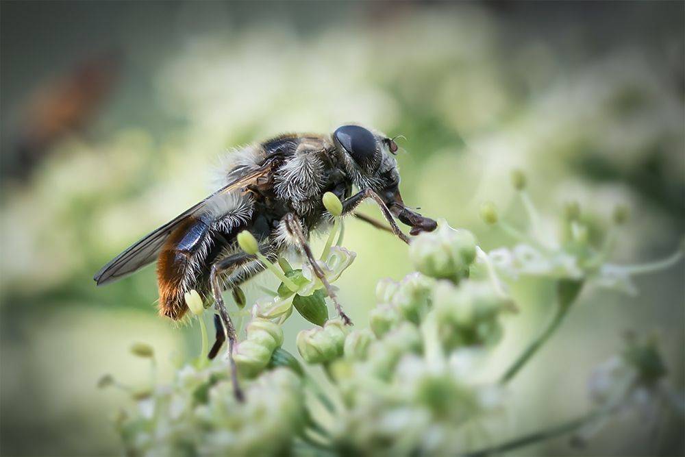 макро, муха, лето, macro, fly, Марина Хилько