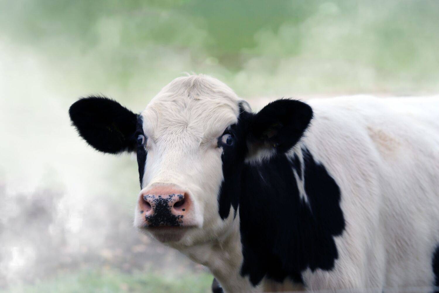 summer landscapes, animals, cows, nature, pastures, rural pastoral, idyll,, DZINTRA REGINA JANSONE