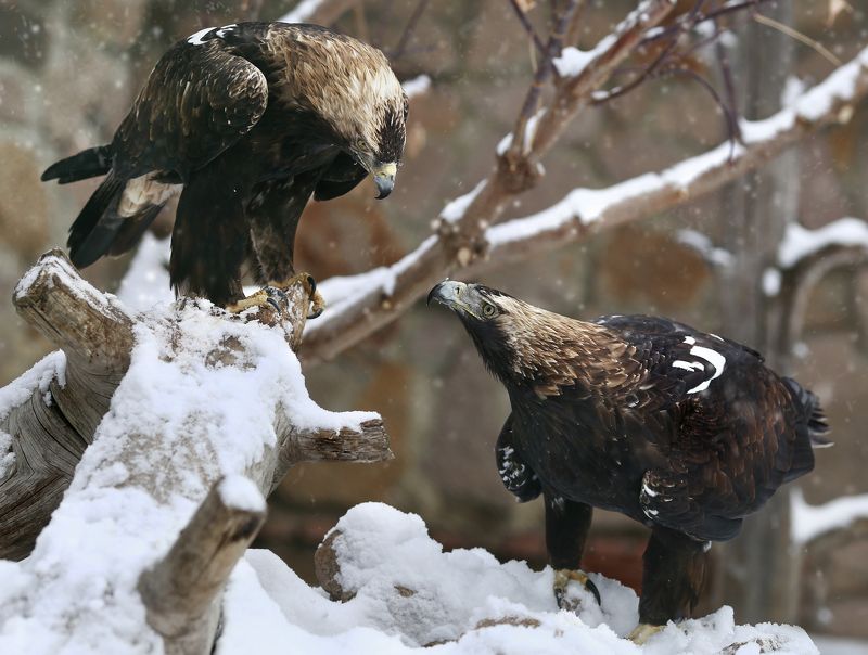 Орел могильник фото превью