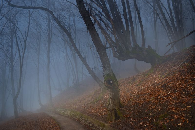 Туманный декабрь фото превью