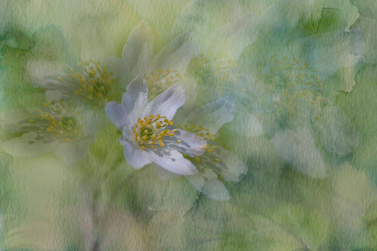 art, flower, Игорь Копцев