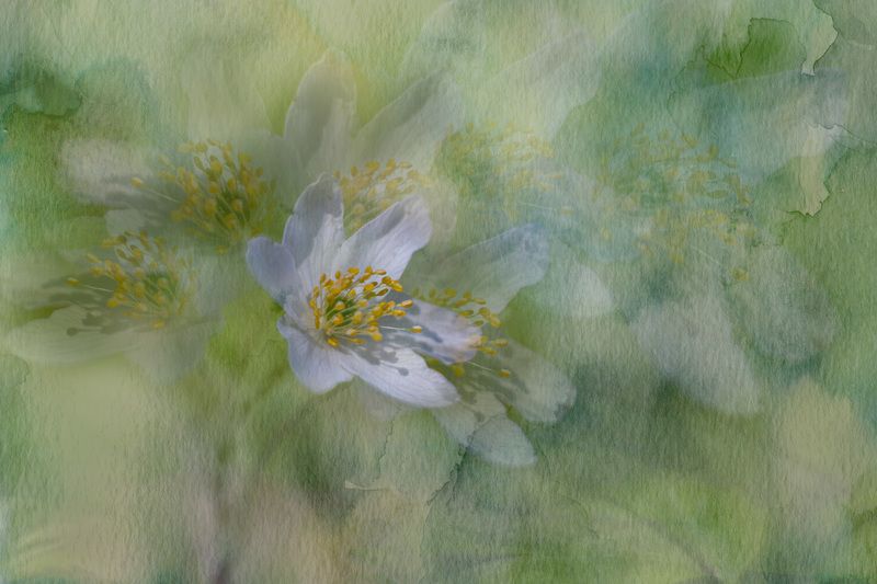 Spring melody фото превью