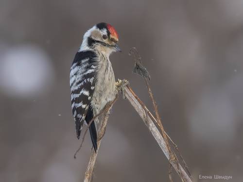 Lesser spotted woodpecker
