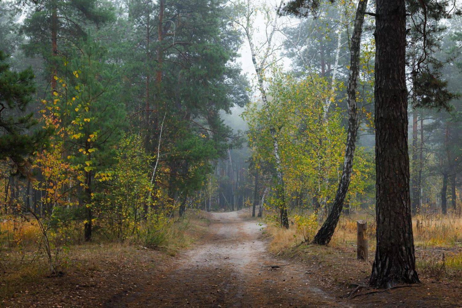 лес осень октябрь утро туман, Галанзовская Оксана