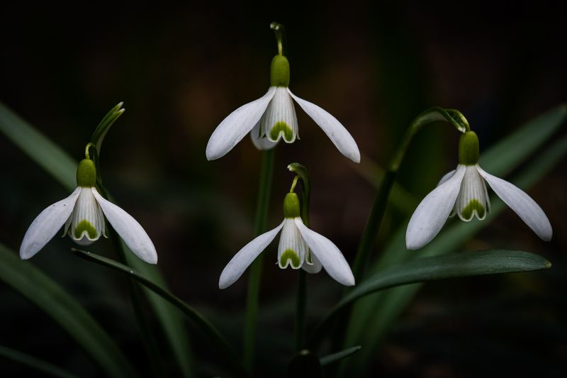 макро, растения, подснежники, весна Вертолеты фото превью