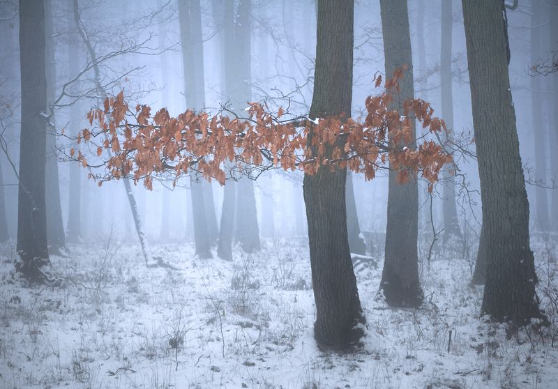 december morning... фото превью